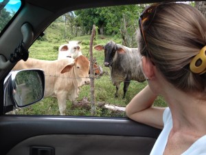 Cherubim have one face looked like a cow or bull.  These creatures are beautiful in Jarabacoa.